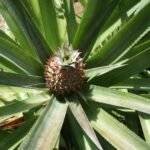 Ananas 3