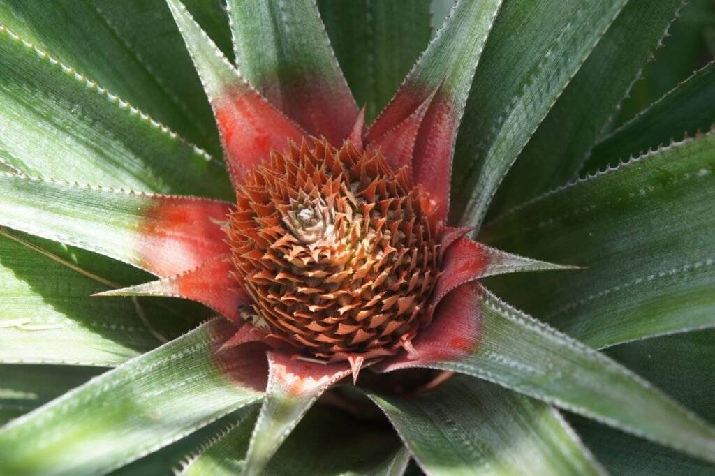 Ananas