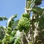 Bananier 2