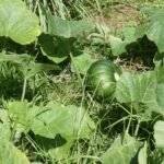 Potager tropical (2)