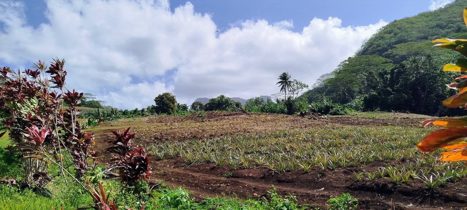 autre plantation ananas