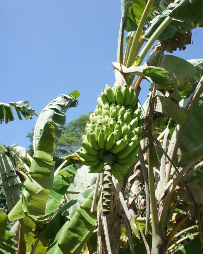 Bananier 2